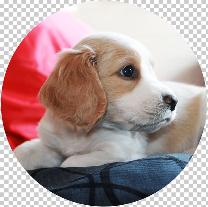 Dog Breed Puppy Beagle English Cocker Spaniel PNG, Clipart, Animals, Beagle, Breed, Breed Group Dog, Carnivoran Free PNG Download