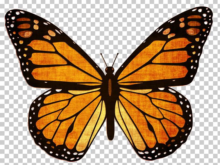 Monarch Butterfly Viceroy Animal Migration Milkweed Butterfly PNG, Clipart, Arthropod, Brush Footed Butterfly, Butterflies And Moths, Butterfly, Caterpillar Free PNG Download