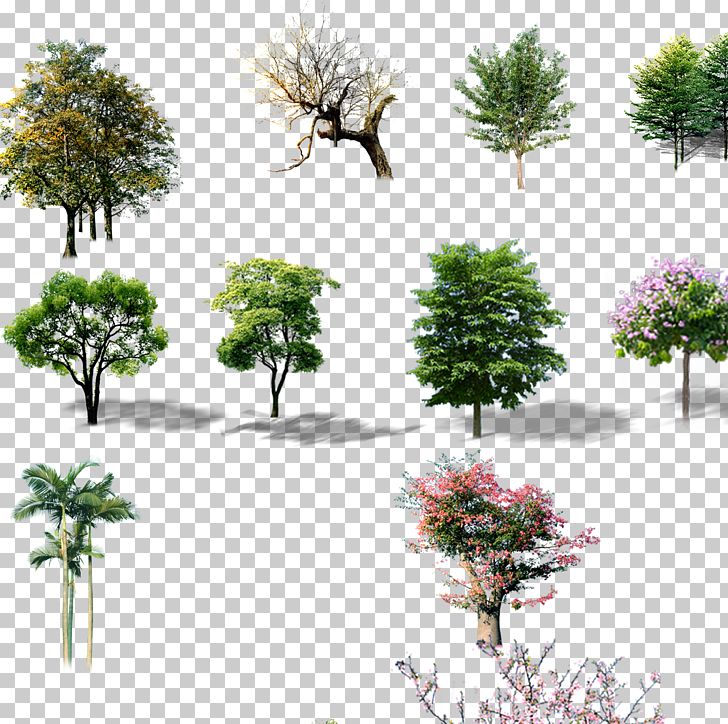 Trees PNG, Clipart, Branch, Decorative Patterns, Evergreen, Flora, Floral Design Free PNG Download