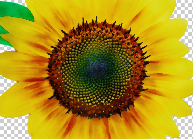 Sunflower PNG, Clipart, Biology, Closeup, Common Daisy, Daisy Family, Flower Free PNG Download