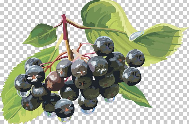 Berry PNG, Clipart, Apple Fruit, Bilberry, Blueberry, Cherry, Chinese Lantern Free PNG Download