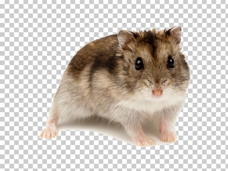 Campbell's Dwarf Hamster Rodent Golden Hamster Roborovski Hamster Djungarian Hamster PNG, Clipart,  Free PNG Download