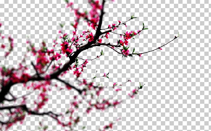 Cherry Blossom Ink Wash Painting Chinoiserie Poster PNG, Clipart, Blossom, Branch, Computer Wallpaper, Download, Flora Free PNG Download