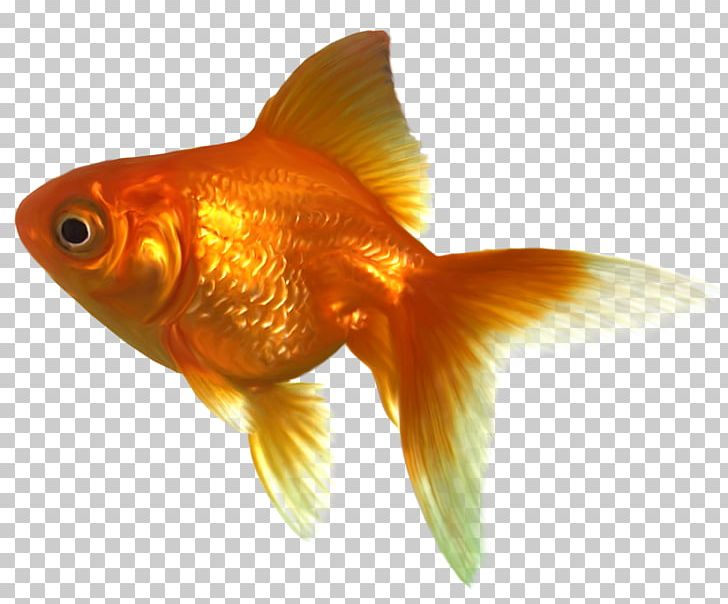 Goldfish PNG, Clipart, Animation, Bony Fish, Clip Art, Desktop Wallpaper, Drawing Free PNG Download