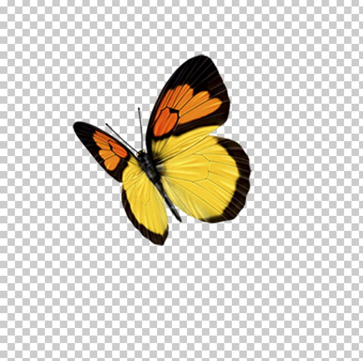 Monarch Butterfly Avoid Pieridae PNG, Clipart, Android, Application Software, Arthropod, Avoid, Blue Butterfly Free PNG Download