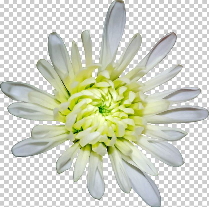 Flower Petal PNG, Clipart, 20170122, Aster, Chrysanthemum, Chrysanths, Common Daisy Free PNG Download