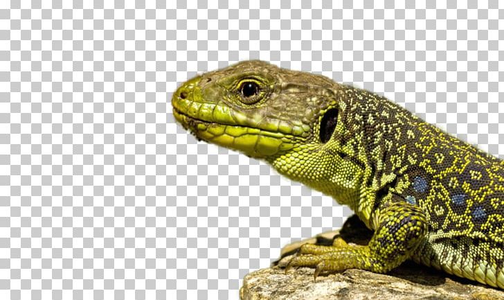 Lizard Laptop 1080p Desktop High-definition Television PNG, Clipart, 4k Resolution, Agama, Agamidae, Amphibian, Android Free PNG Download