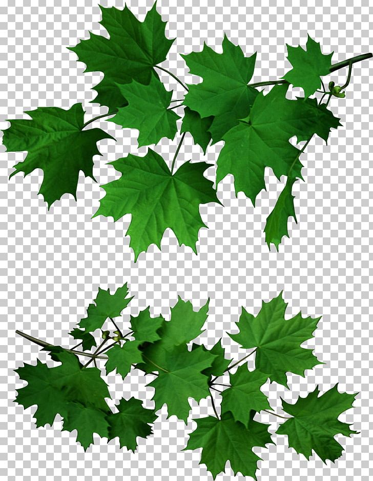 Maple Leaf PNG, Clipart, Animal, Branch, Clip Art, Digital Image, Display Resolution Free PNG Download