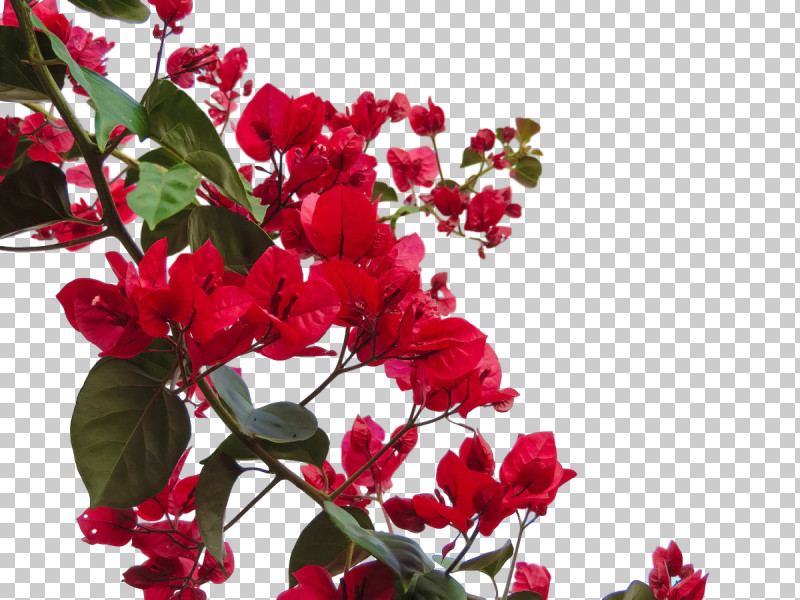 Floral Design PNG, Clipart, Annual Plant, Branching, Cut Flowers, Family, Floral Design Free PNG Download