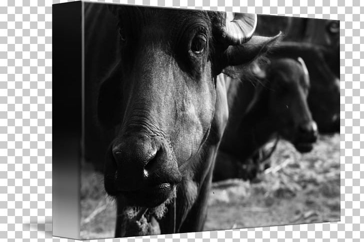 Bull Cattle Ox Horn Photography PNG, Clipart, Black And White, Bull, Cattle, Cattle Like Mammal, Cow Goat Family Free PNG Download
