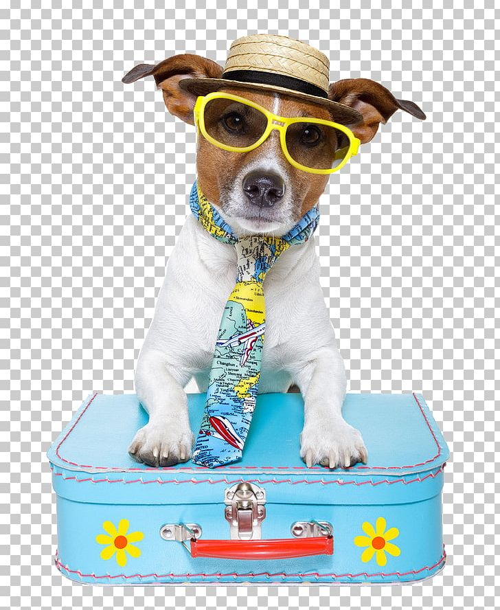Dog Puppy Pet Sitting Travel PNG, Clipart, Animals, Cat, Companion Dog, Dog, Dog Breed Free PNG Download