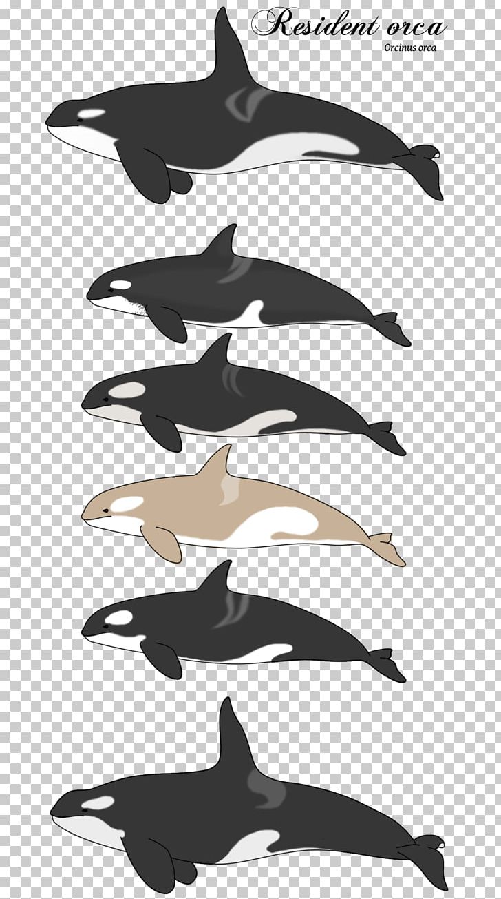 Dolphin Killer Whale Digital Art PNG, Clipart, Art, Artist, Art Museum, Black And White, Deviantart Free PNG Download
