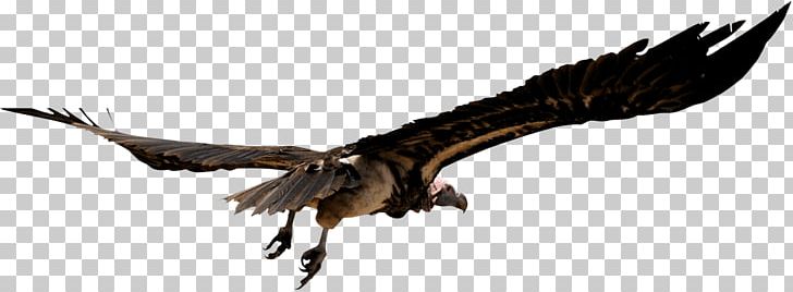 Unguja Vulture Safari Travel Bird PNG, Clipart, Accipitriformes, Africa, Animal, Animal Figure, Beak Free PNG Download