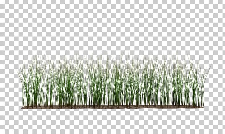 Grasses Commodity Plant Stem PNG, Clipart, Commodity, Grass, Grasses, Grass Family, Plant Free PNG Download