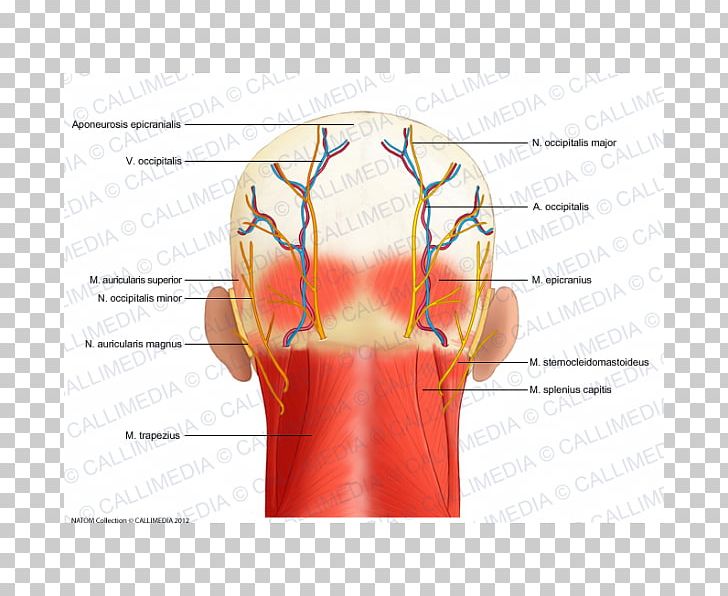Head And Neck Anatomy Nerve PNG, Clipart, Anatomy, Angle, Arm, Blood Vessel, Diagram Free PNG Download