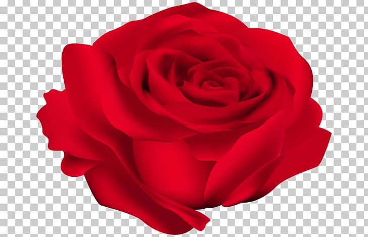 Rose Red PNG, Clipart, Art, Cut Flowers, Drawing, Floribunda, Flower Free PNG Download