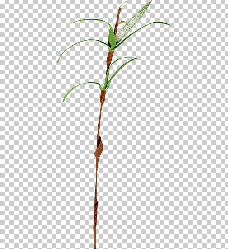 Twig Plant Stem Leaf Grasses Family PNG, Clipart, Branch, Family, Flowering Plant, Grasses, Grass Family Free PNG Download