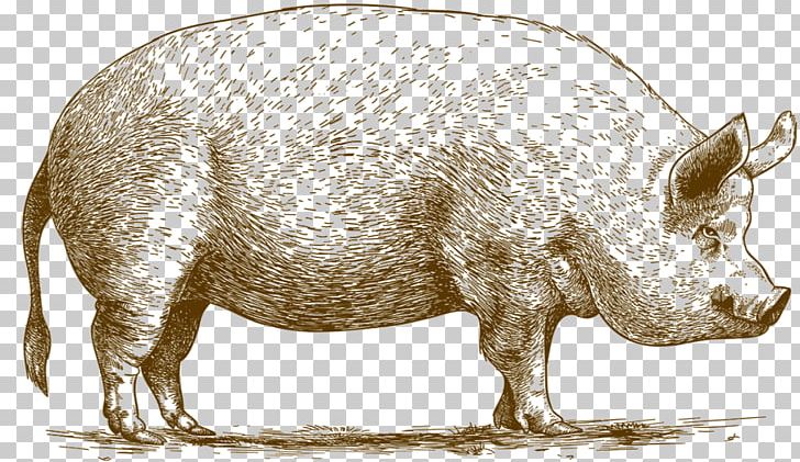 Domestic Pig The Astronomer's Pig Breed Meat PNG, Clipart,  Free PNG Download