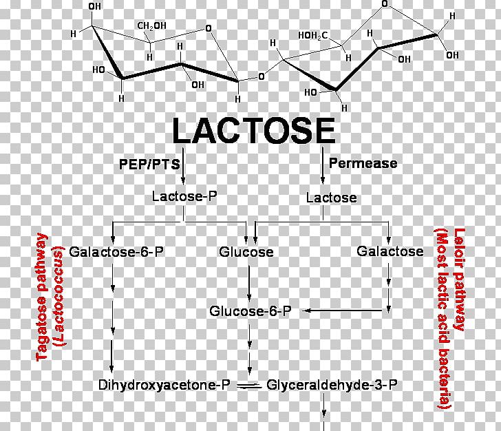 Lactic Acid Fermentation Galactose PNG, Clipart, Acid, Anaerobic Respiration, Angle, Area, Bacteria Free PNG Download