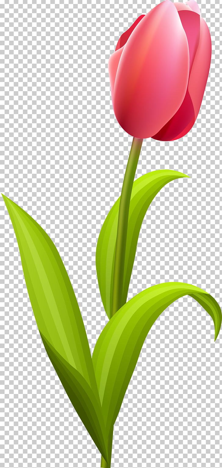 Tulip Flower Bouquet PNG, Clipart, Clip Art, Computer Wallpaper, Cut Flowers, Floral Design, Flower Free PNG Download
