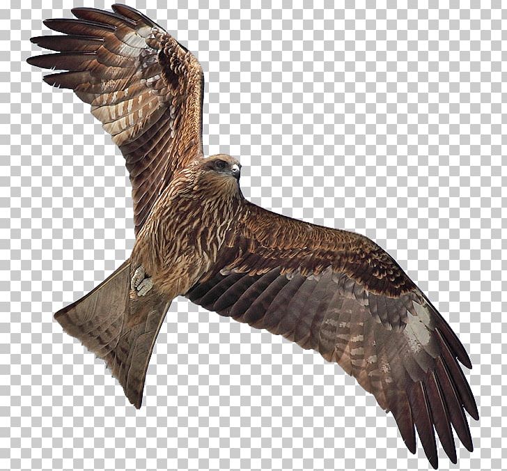Bird Black Kite Flight PNG, Clipart, Accipitriformes, Animals, Beak, Bird, Bird Of Prey Free PNG Download