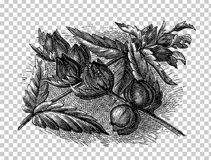Black And White Drawing Monochrome Photography PNG, Clipart, Artwork, Black And White, Drawing, Flower, Flowering Plant Free PNG Download