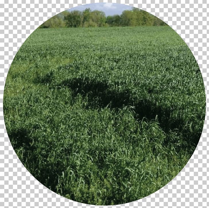 Cover Crop Cereal Grasses Triticale PNG, Clipart, Agriculture, Annual Plant, Cereal, Clover, Cover Crop Free PNG Download