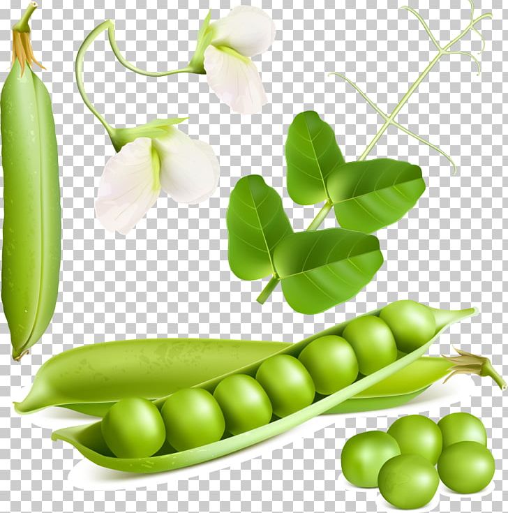 Pea Vegetable Illustration PNG, Clipart, Bean, Commodity, Diet Food, Food, Fresh Free PNG Download