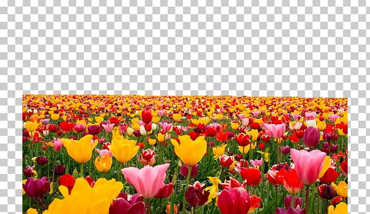 Tulip Computer File PNG, Clipart, Annual Plant, Computer Wallpaper, Dots Per Inch, Download, Encapsulated Postscript Free PNG Download
