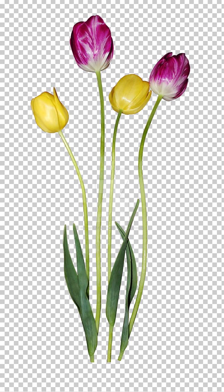 Tulip Margarita Flower Petal PNG, Clipart, Bud, Bunch, Common Daisy, Cut Flowers, Deviantart Free PNG Download