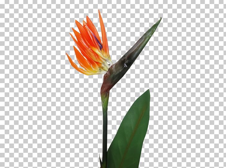 Bird Of Paradise Flower Bird-of-paradise Plant Stem PNG, Clipart, Artificial Flower, Bird, Birdofparadise, Bird Of Paradise Flower, Bud Free PNG Download