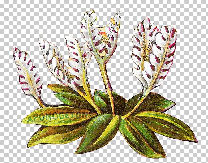 Flowering Plant Leaf PNG, Clipart, Antique, Botanical, Botanical Art, Flora, Floral Free PNG Download