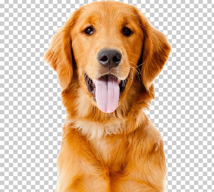 Golden Retriever Labrador Retriever Labradoodle Puppy PNG, Clipart, Animal, Animals, Breed, Canidae, Carnivoran Free PNG Download