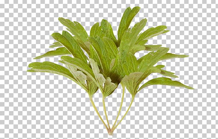 Leaf Vegetable PNG, Clipart, Chai, Flower, Flower Bouquet, Garden Roses, Herb Free PNG Download