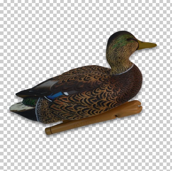 Mallard Duck Waterfowl Hunting Bird PNG, Clipart, Animals, Avian, Beak, Bird, Dangate Free PNG Download