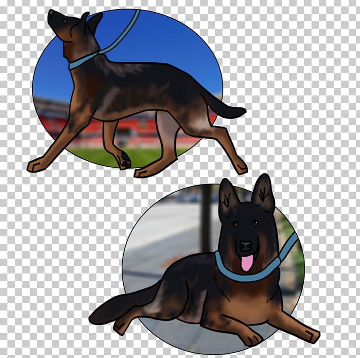 Ormskirk Terrier Miniature Pinscher German Pinscher Manchester Terrier Australian Kelpie PNG, Clipart,  Free PNG Download