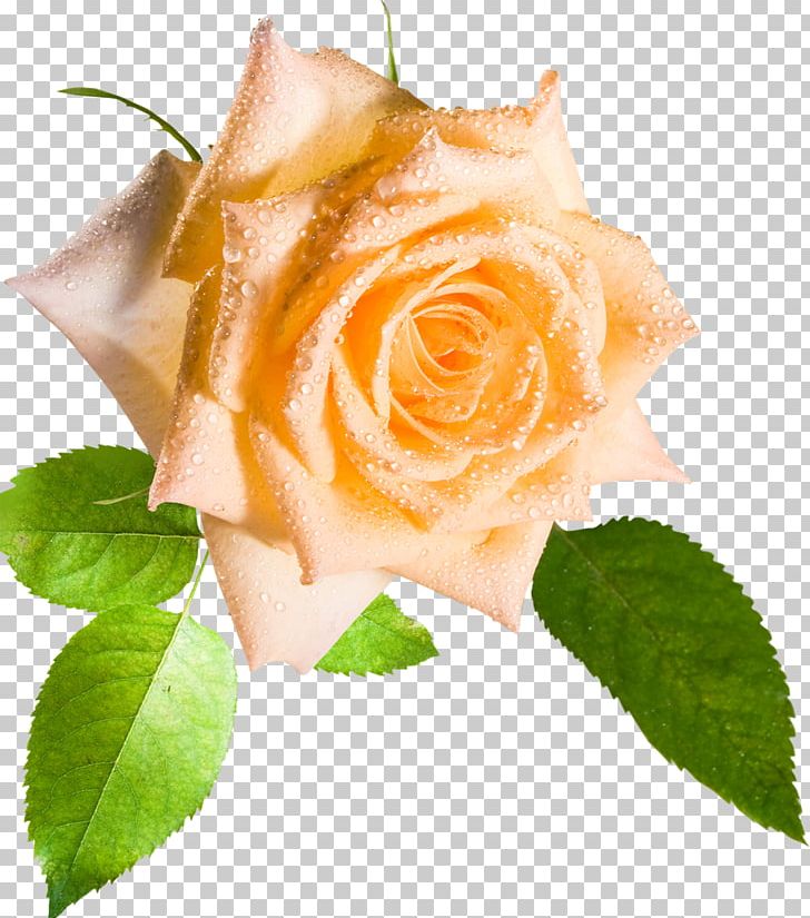 Flower Desktop Rose Stock Photography High-definition Video PNG, Clipart, Color, Cut Flowers, Desktop Wallpaper, Flower, Flower Bouquet Free PNG Download