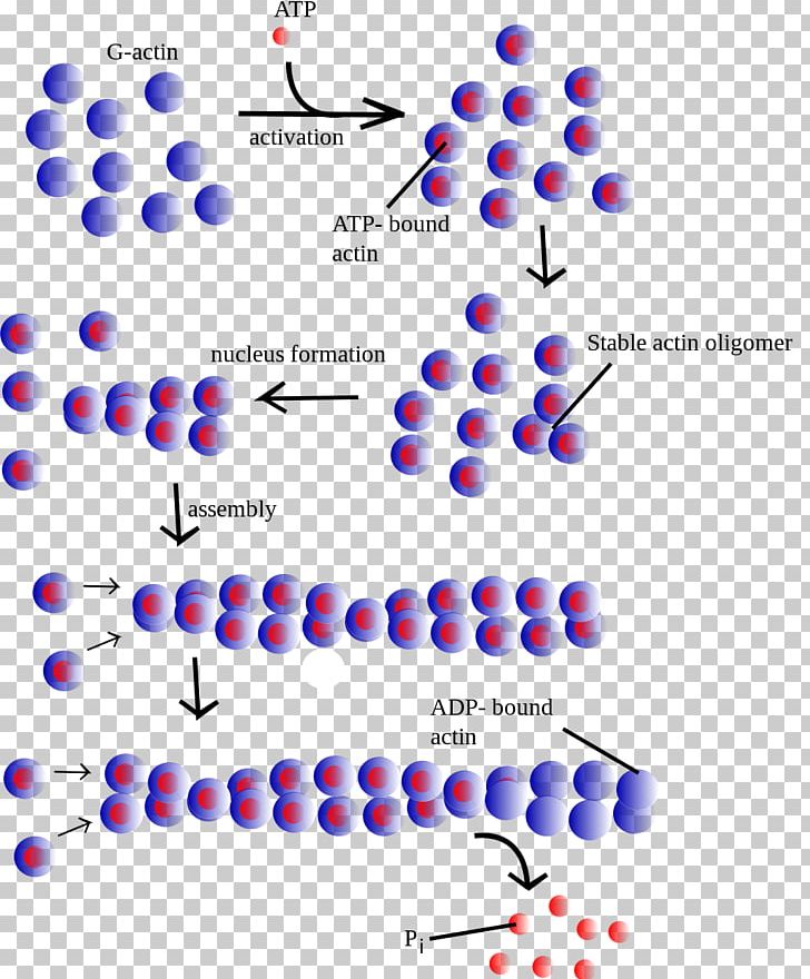 Actin Microfilament Myosin Globular Protein Protein Filament PNG, Clipart, Actin, Area, Body Jewelry, Cell, Circle Free PNG Download