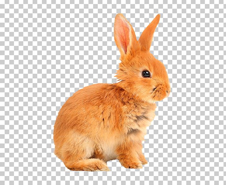 Domestic Rabbit European Rabbit Hare Sticker PNG, Clipart, Animals, Being, Dance, Domestic Rabbit, European Rabbit Free PNG Download