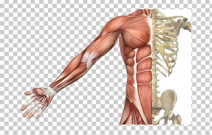 Skeletal Muscle Muscular System Human Skeleton Human Body PNG, Clipart, Abdomen, Arm, Bodybuilder, Bodybuilding, Bone Free PNG Download
