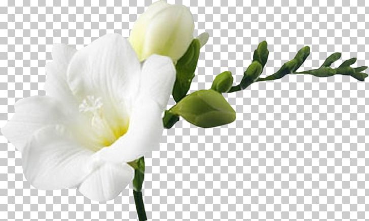 Flower Bouquet White PNG, Clipart, Blossom, Blue, Branch, Bud, Clip Art Free PNG Download