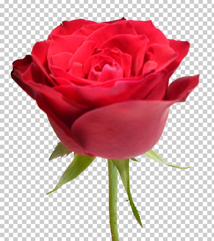 Garden Roses Cabbage Rose Floribunda Red PNG, Clipart, Blue, China Rose, Cut Flowers, Floribunda, Flower Free PNG Download