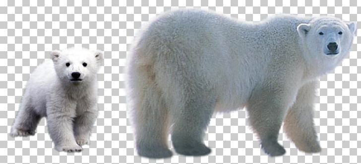 Polar Bear PNG, Clipart, Animal Figure, Arctic, Bear, Carnivoran, Coreldraw Free PNG Download