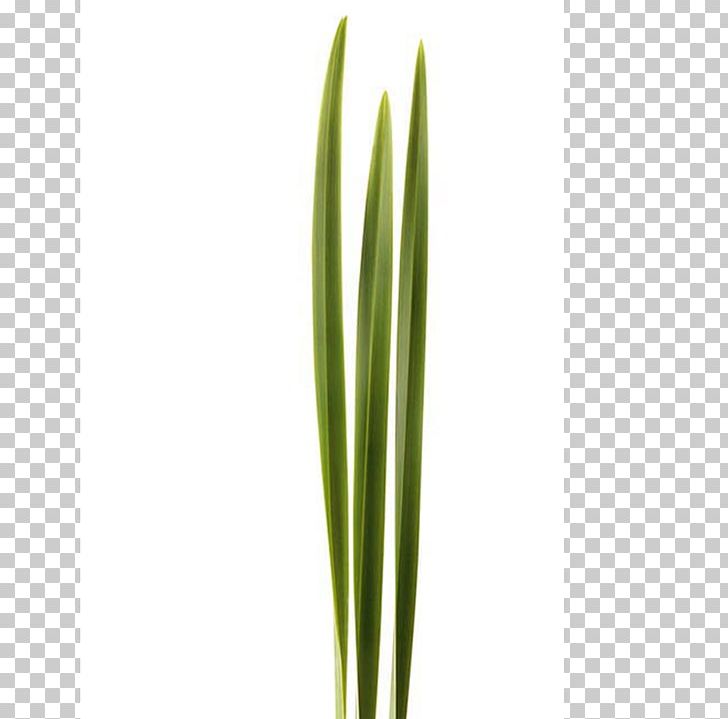 Leaf Welsh Cuisine Allium Fistulosum Grasses Plant Stem PNG, Clipart, Allium, Allium Fistulosum, Commodity, Family, Grass Free PNG Download