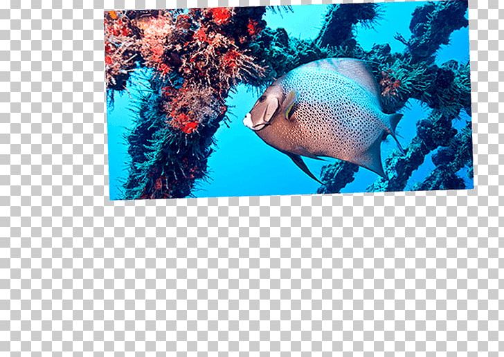 Playa Del Carmen Cozumel Caribbean Underwater Diving PNG, Clipart, Aqua, Caribbean, Coral Reef, Coral Reef Fish, Cozumel Free PNG Download