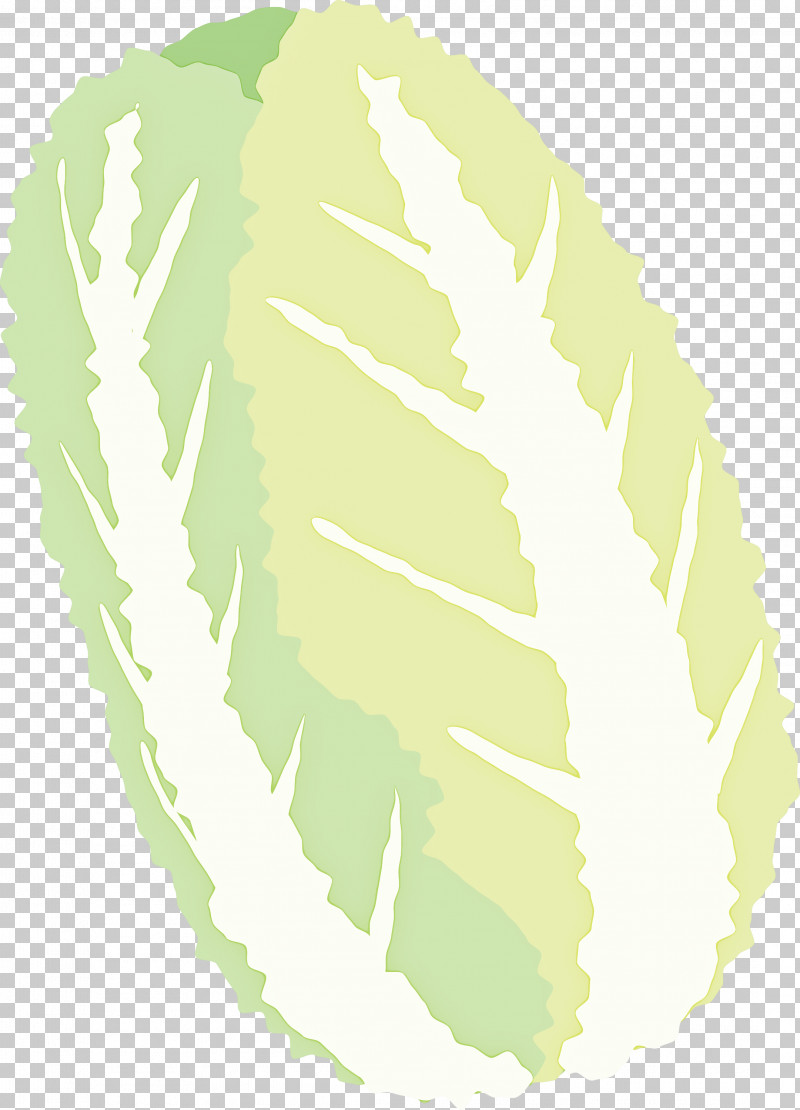 Nappa Cabbage PNG, Clipart, Feather, Green, Leaf, Nappa Cabbage, Plant Free PNG Download