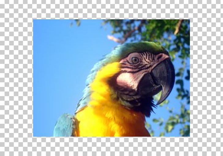 Macaw Parrot Lovebird Cayman Islands PNG, Clipart, Animals, Beak, Bird, Caribbean, Cayman Islands Free PNG Download