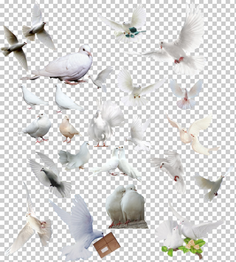 Bird Pigeons And Doves Gull Rock Dove Bird Migration PNG, Clipart, Animal Figure, Bird, Bird Migration, Flock, Gull Free PNG Download