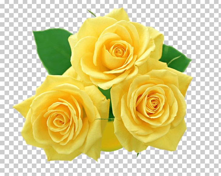 Flower Rose Yellow PNG, Clipart, Chinese, Chinese Rose, Cut Flowers, Download, Floral Design Free PNG Download