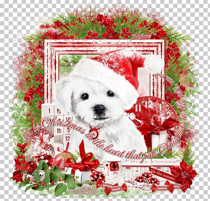 Maltese Dog Schnoodle Puppy Dog Breed Bichon Frise PNG, Clipart, Animals, Bichon, Carnivoran, Christmas Decoration, Companion Dog Free PNG Download
